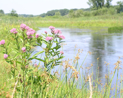 LaPorte County Soil & Water Conservation District - Beautiful Wetland