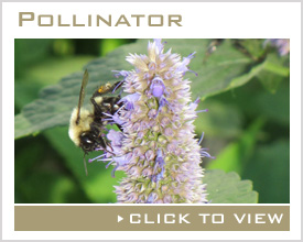 Pollinator