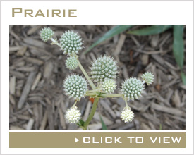 Prairie