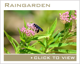 Raingarden