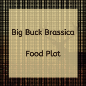 Big Buck Brassica