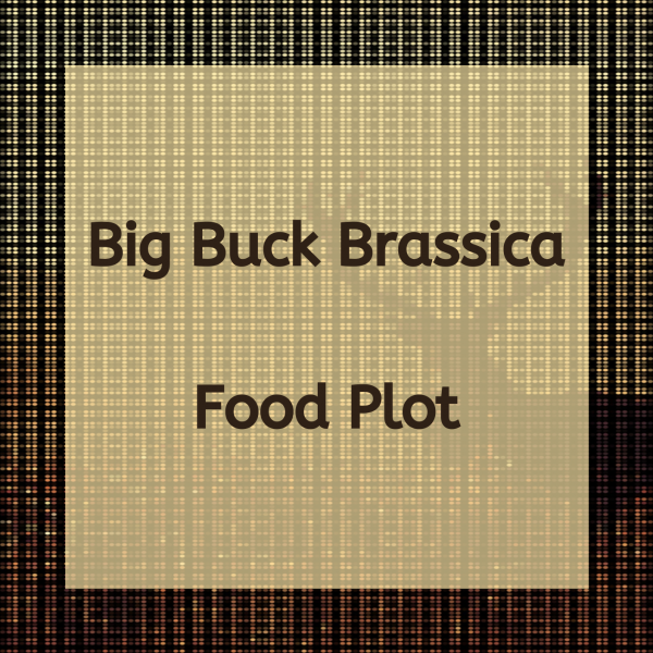 Big Buck Brassica